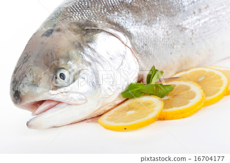 Trout Trout 16704177