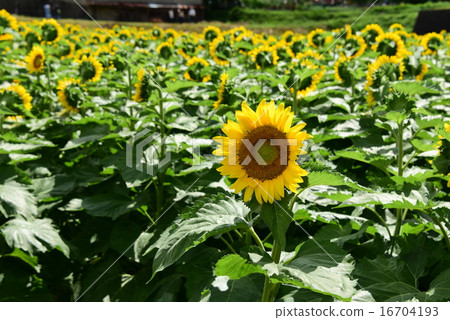 Sunflower field of Hyogo prefecture Sayo · Nanko 3 16704193