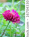 百日草 16704330
