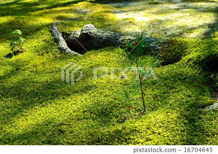 京都南禪寺苔蘚花園 16704645