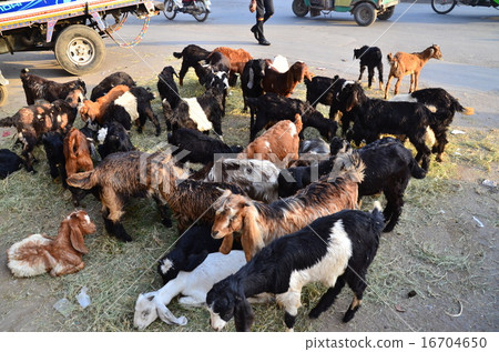 Goat in Pakistan Lahore Old Town Goat in Pakistan Lahore Old Town 16704650