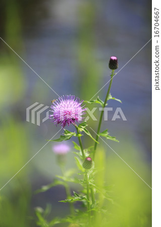 A thistle A thistle 16704667