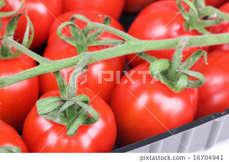 Branch of tomato Branch of tomato 16704941