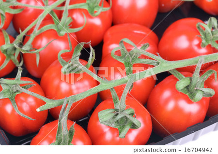 Branch of tomato cherry Branch of tomato cherry 16704942