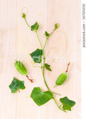 The ivy gourd, also known as baby watermelon. 16705050