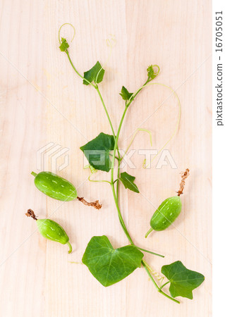 The ivy gourd, also known as baby watermelon. The ivy gourd, also known as baby watermelon. 16705051