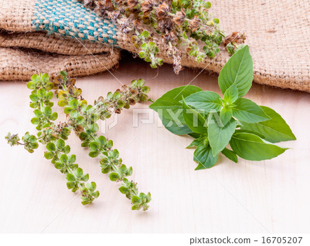 Lemon basil flower and seed . Lemon basil flower and seed . 16705207