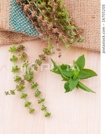 Lemon basil flower and seed . 16705208