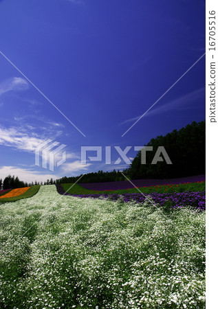 Farm Tomita Farm Tomita 16705516