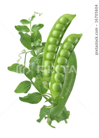 Green pea pods vertical isolated on white 16705604