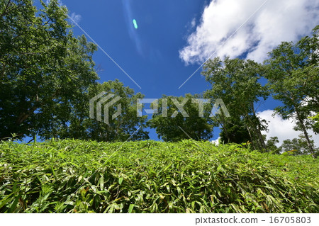 Summer Plateau 7 16705803