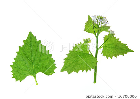 Garlic mustard Garlic mustard 16706000