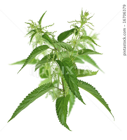 Big stinging nettle isolated on white background Big stinging nettle isolated on white background 16706379