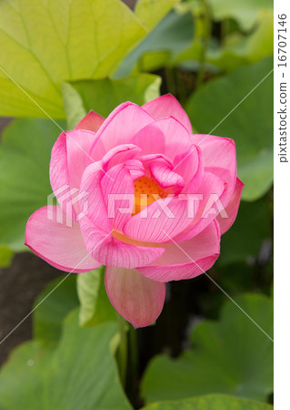 開花在桃紅色的蓮花 開花在桃紅色的蓮花 16707146