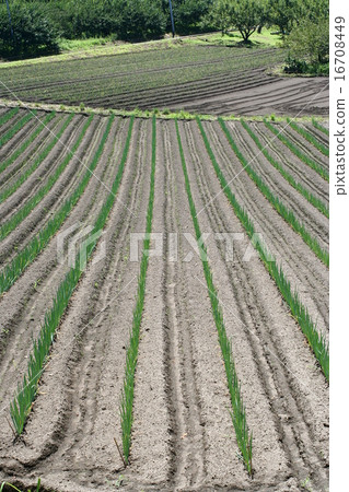 耕地16 16708449