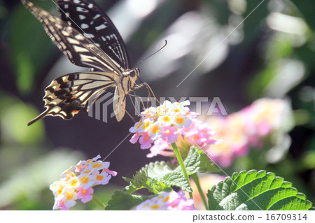 Namiameha was sucking lantana nectar Namiameha was sucking lantana nectar 16709314