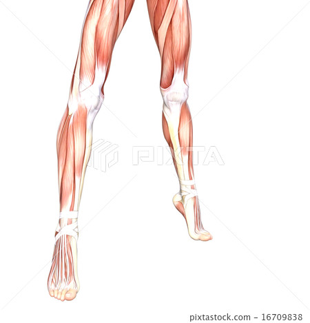 女性赤腳身體部分燙髮3DCG例證材料 16709838