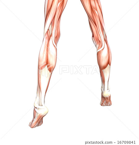 女性赤腳身體部分燙髮3DCG例證材料 16709841