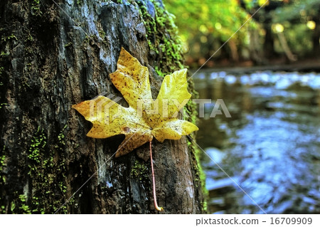 maple leaf maple leaf 16709909