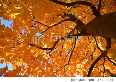 銀杏的黃葉 16709931