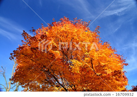秋天的樹葉 16709932