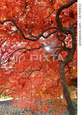 秋天的樹葉 16709933