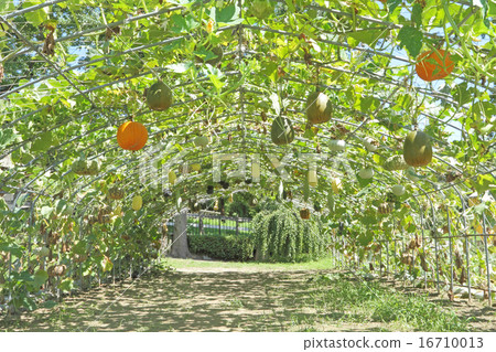 南瓜綠色窗簾 南瓜綠色窗簾 16710013