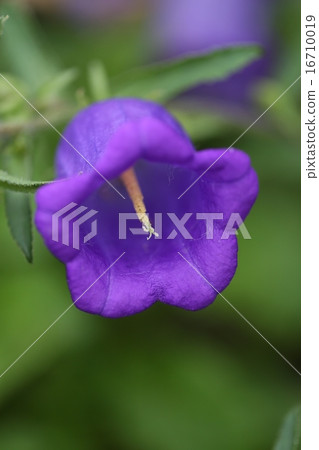 花 16710019
