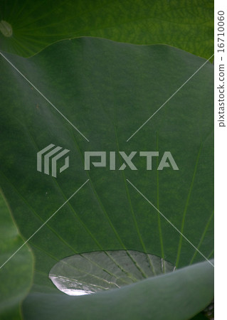 在葉子葉子的水下落 16710060