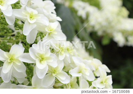 Kashiwaba繡球花 Kashiwaba繡球花 16710086