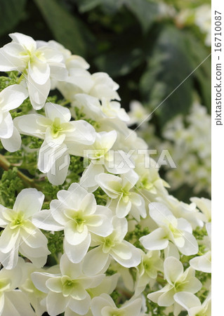Kashiwaba繡球花 Kashiwaba繡球花 16710087