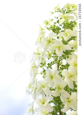 Kashiwaba hydrangea Kashiwaba hydrangea 16710088