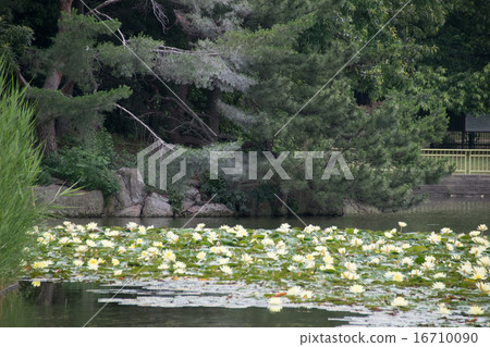 荷花池花園 荷花池花園 16710090