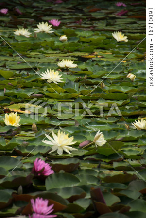 荷花池花園 16710091
