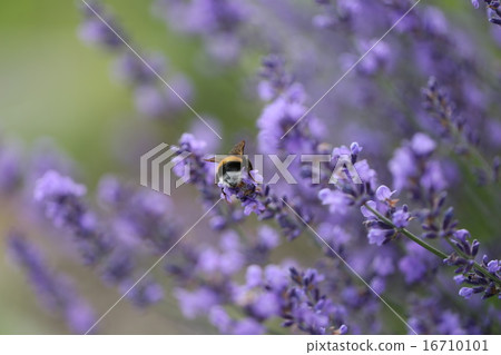 lavender lavender 16710101