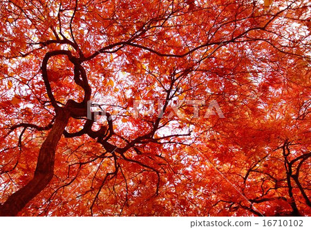 Autumn leaves Autumn leaves 16710102