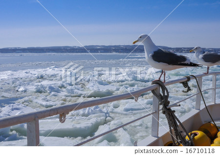 Sea of flood ice 16710118