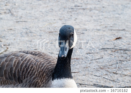 Canada goose facing camera Canada goose facing camera 16710182