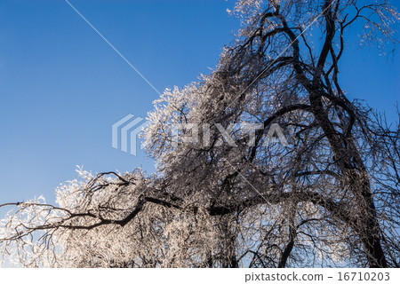 Sagging frozen tree on clear sky 16710203