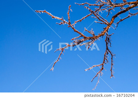 Frozen branches on blue sky 16710204