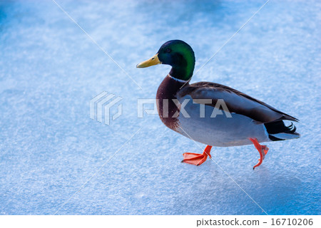 Male mallard duck walking on ice 16710206