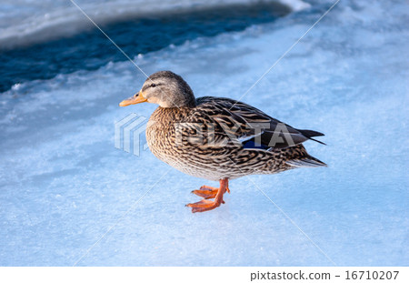 Female mallard duck standing on ice Female mallard duck standing on ice 16710207