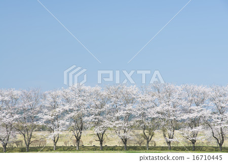 Nakagawa的Heisei Zakura 16710445