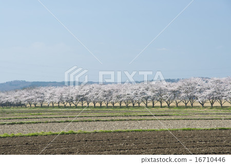 Nakagawa的Heisei Zakura 16710446