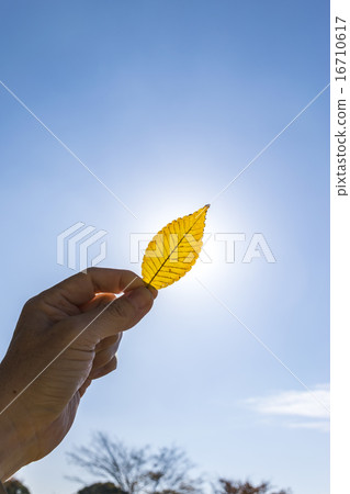 I hold a piece of leaves turn red to the sun I hold a piece of leaves turn red to the sun 16710617