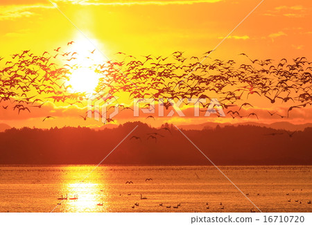 伊豆沼宮城縣的早晨 16710720