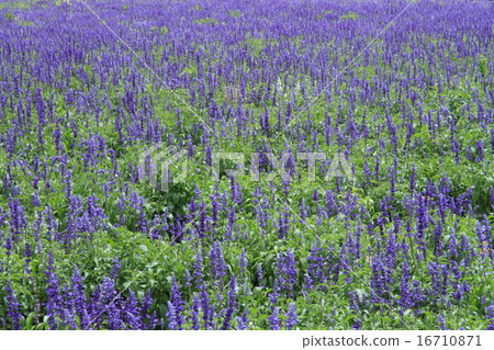 Azumino Chihiro Park Blue Salvia's flower bed 16710871