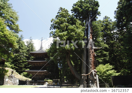 Makotoji Temple和Mikiyo Cherry Blossoms（Miyota Town） 16712357