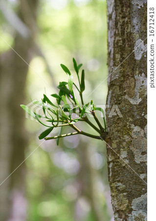 槲寄生寄生zelkova，垂直構成（箱根潮濕花園） 16712418