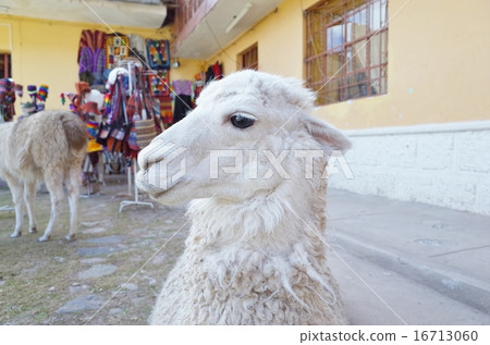 Alpaca 16713060